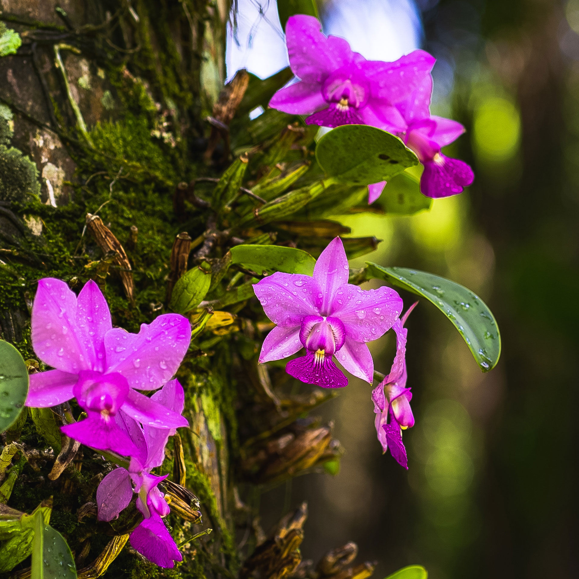 Largo das Orquídeas: jardim temático dedicado às Cattleyas walkerianas. Foto: Brendon Campos