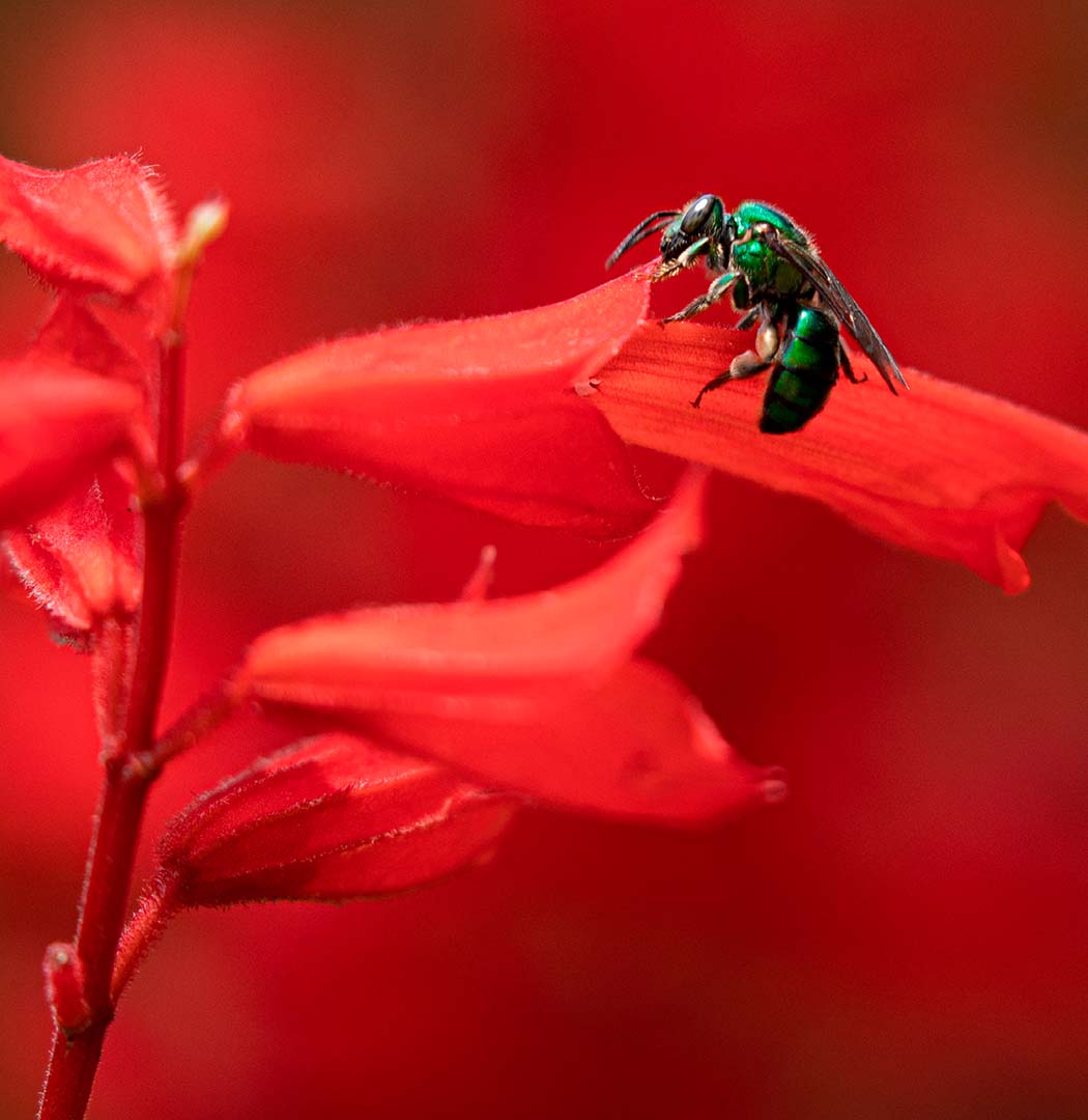 The Educational Plant Nursery is getting its own Meliponary! 