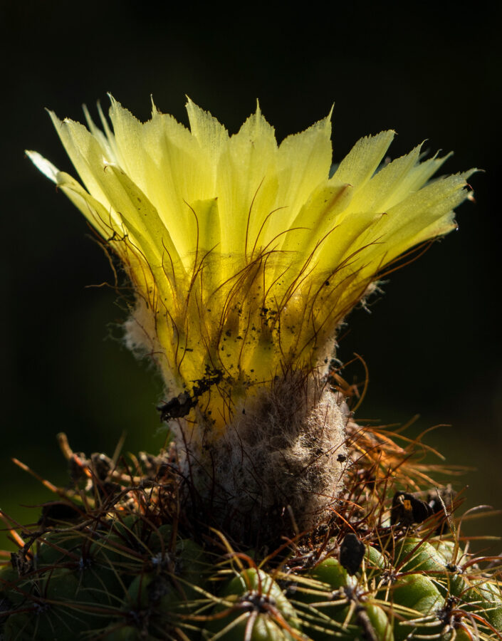 The Semana do Cerrado is an opportunity to learn more about this biome and understand how we can conserve it. Photo: Bruno Figueiredo/Área de Serviço