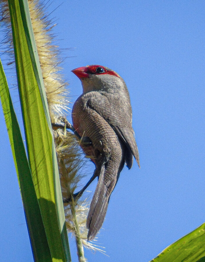 The Semana do Cerrado is an opportunity to learn more about this biome and understand how we can conserve it. Photo: Phillipe Nicolau Mariano
