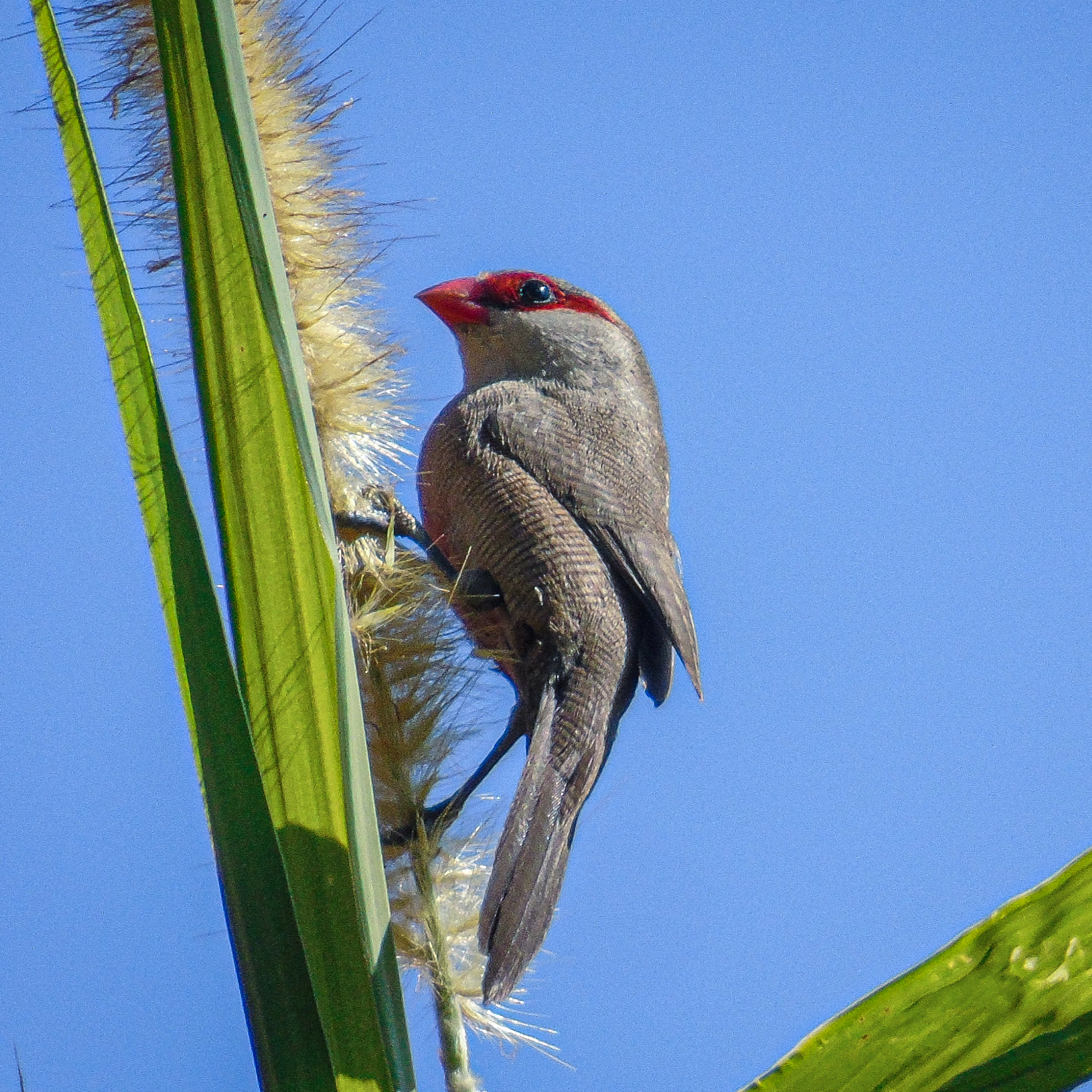 The Semana do Cerrado is an opportunity to learn more about this biome and understand how we can conserve it. Photo: Phillipe Nicolau Mariano