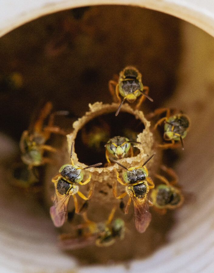 No Brasil, boa parte da polinização da flora nativa é exercida por abelhas sem ferrão, como a jataí (Tetragonisca angustula). Foto: Bruno Figueiredo/Área de Serviço 