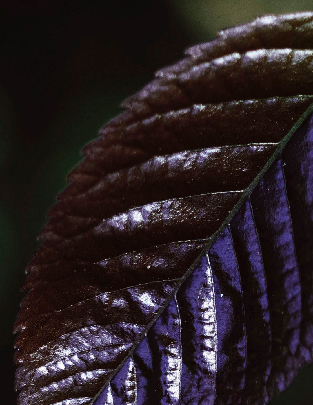 INH TT ipe-roxo2 trat