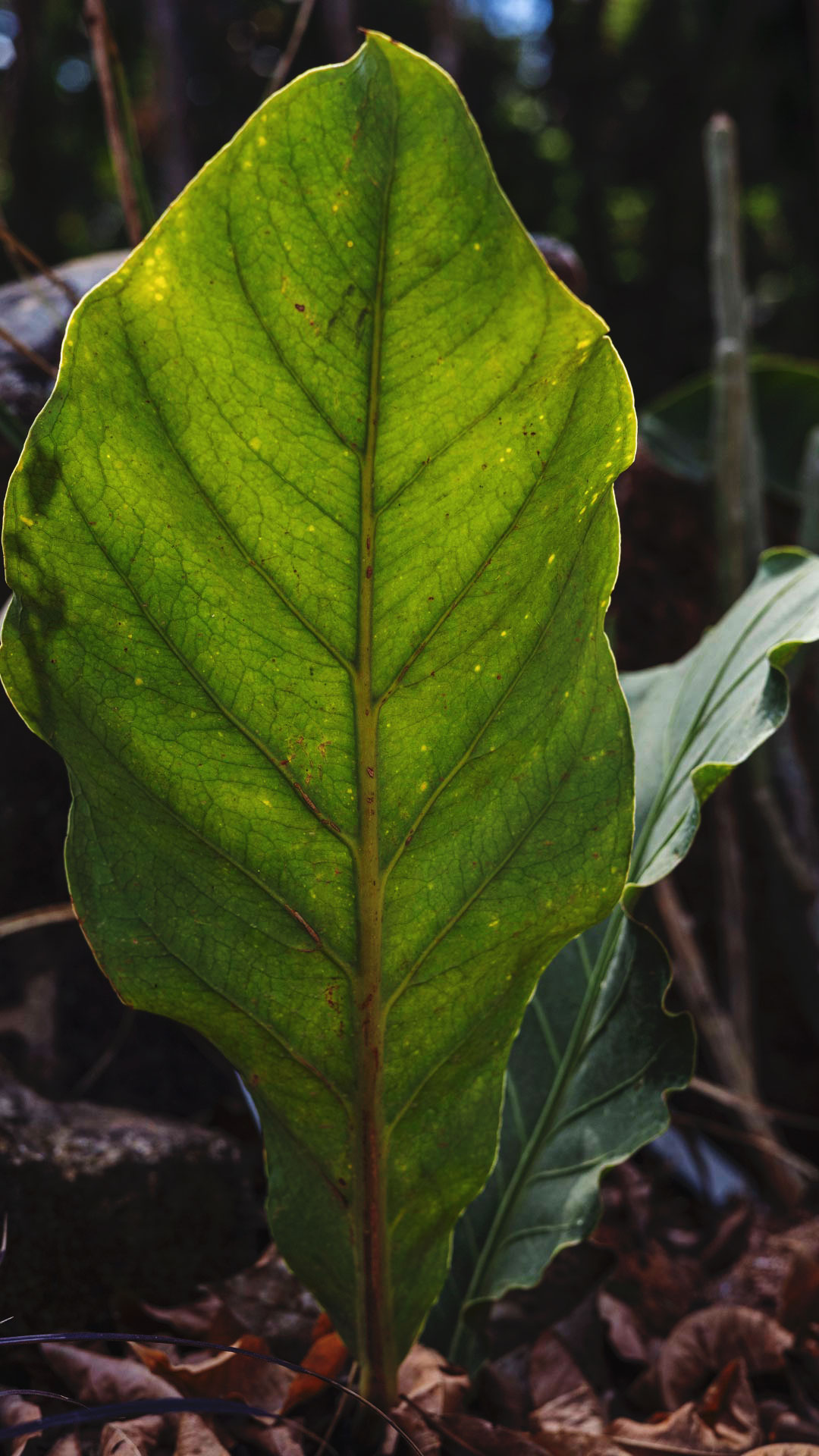 Detalhe da folha de antúrio-selvagem, que é verde-clara e destaca a cor esverdeada da nervura ao centro.