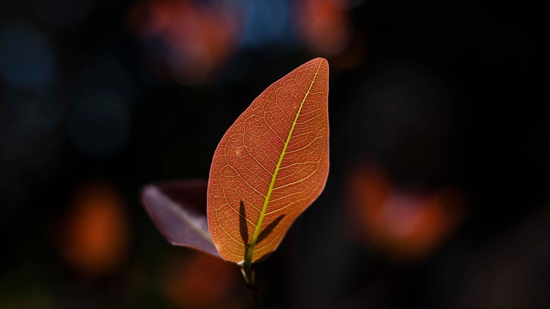 Detalhe da flor da cagaita, que tem formato arredondado e coloração alaranjada. Contraste com as nervuras, que têm cor amarelada.