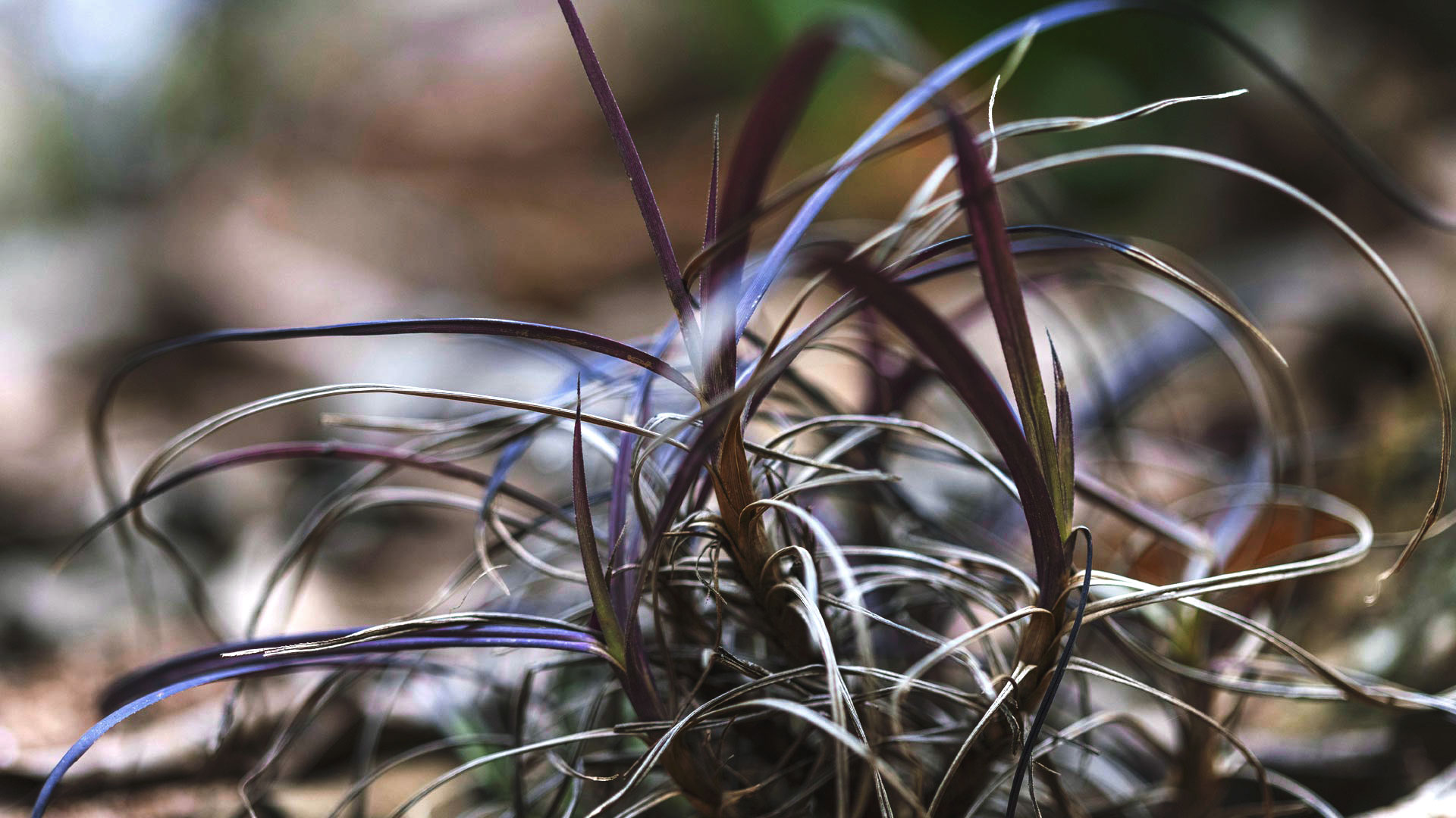 Uma canela-de-ema enfeitando os jardins do Inhotim. Suas folhas têm cor arroxeada, são finas e alongadas.