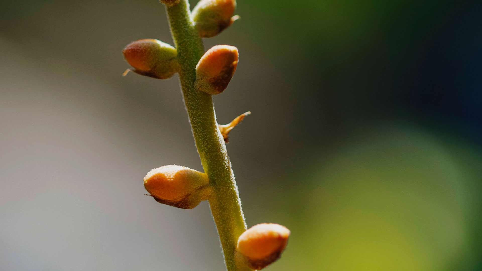 Detalhe dos brotos da bromélia (Dyckia pectinata).