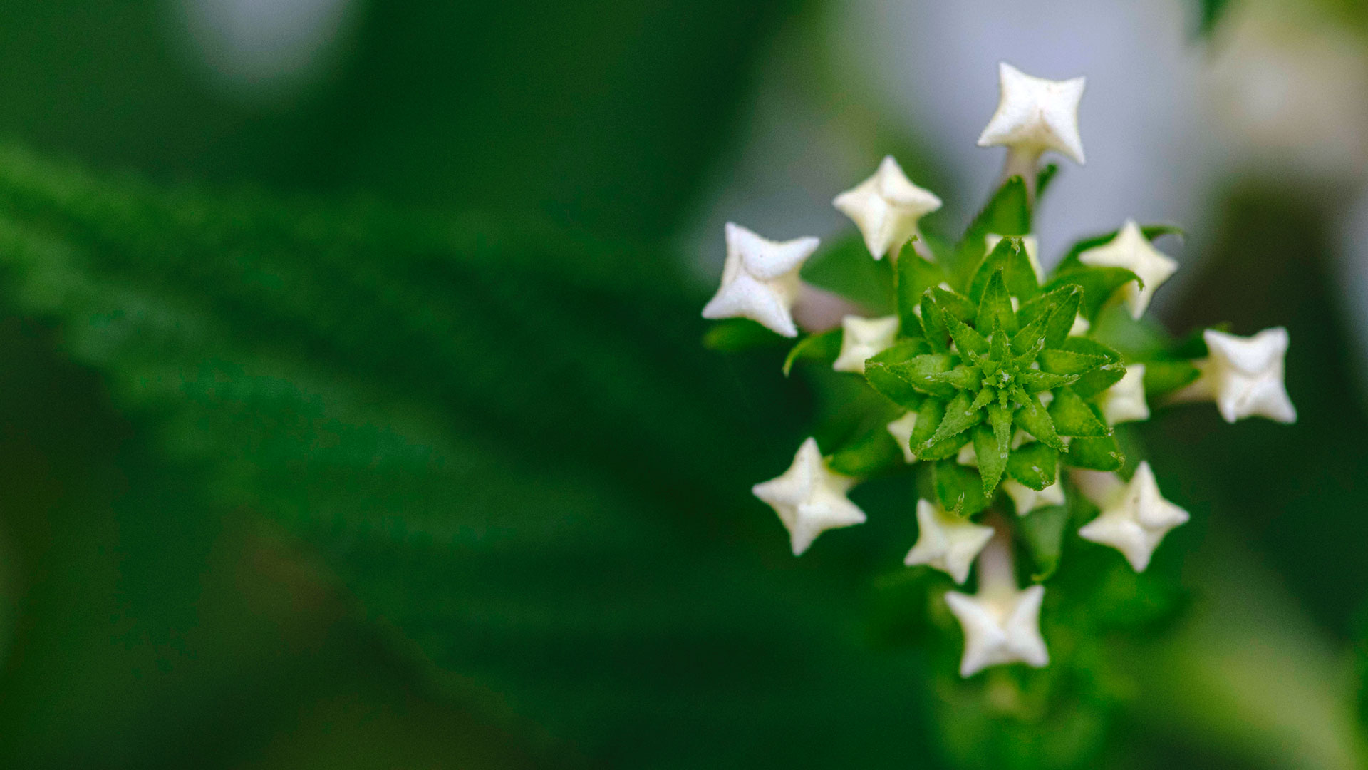 Detalhe das flores do camará, que têm formato geométrico.