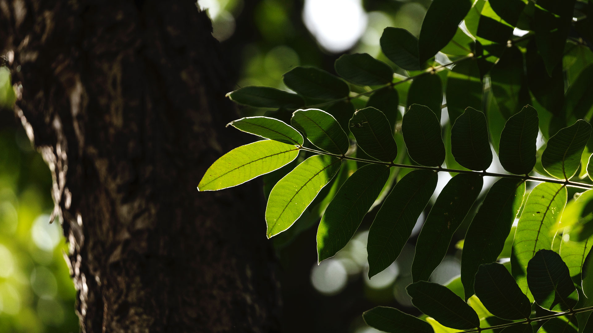 capa cedro v11