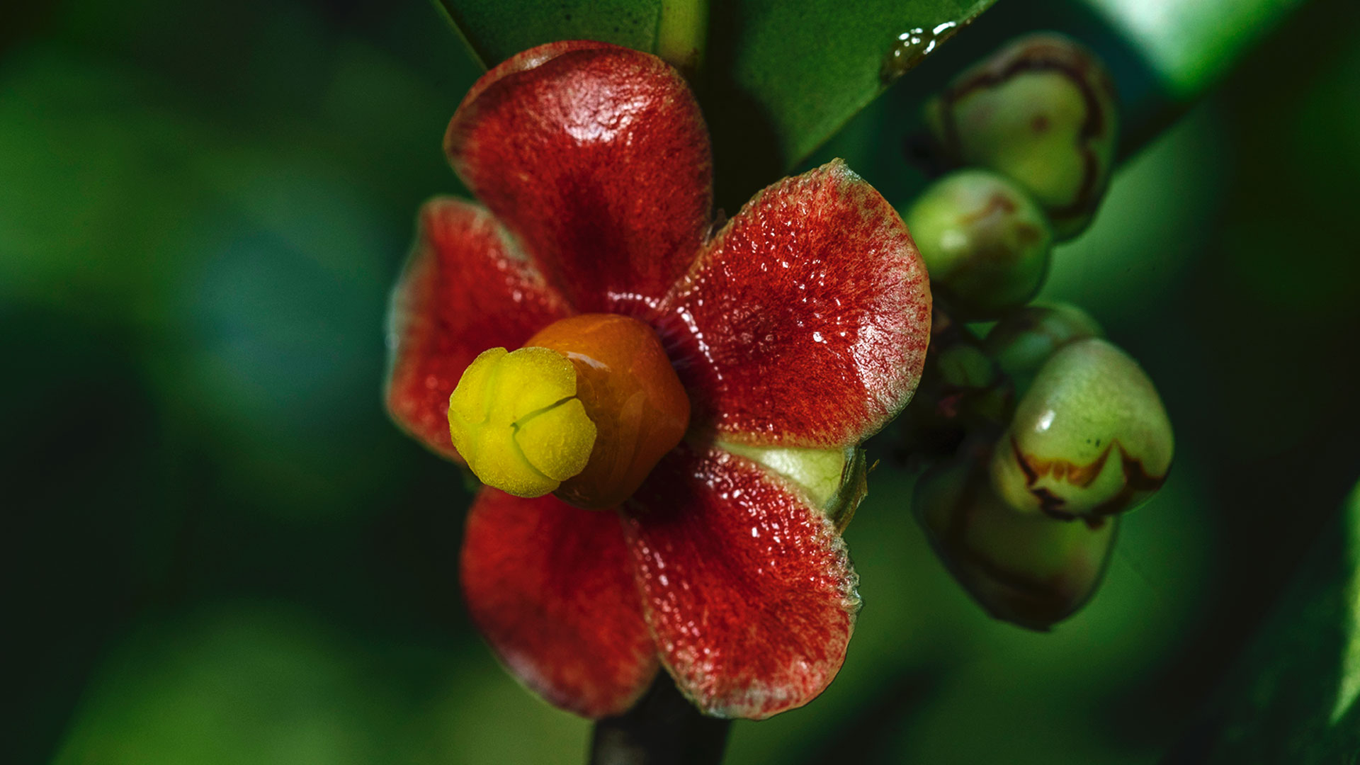 Detalhe da flor da clusia.