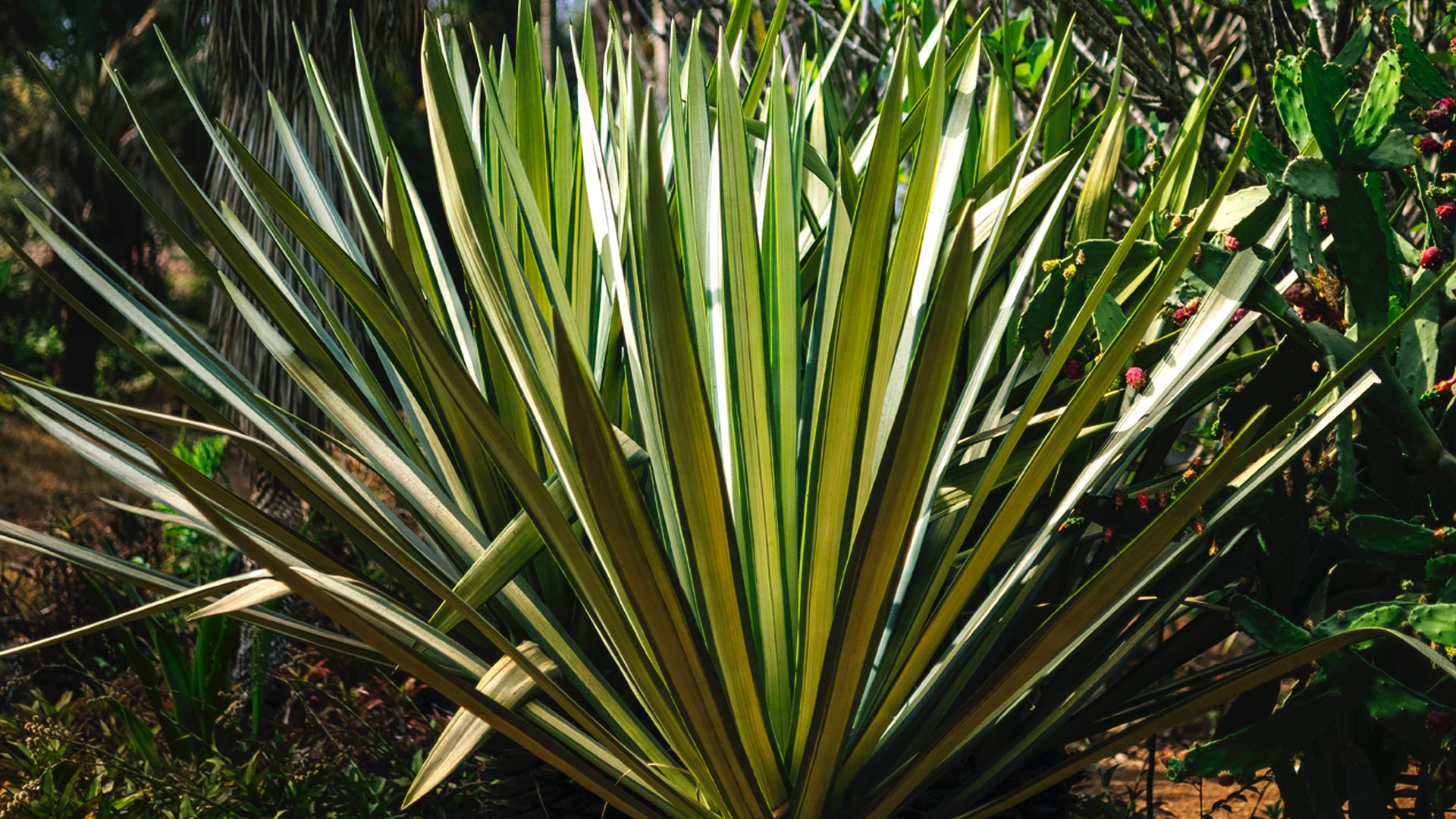 Folhas alongadas e verde-claro da piteira.