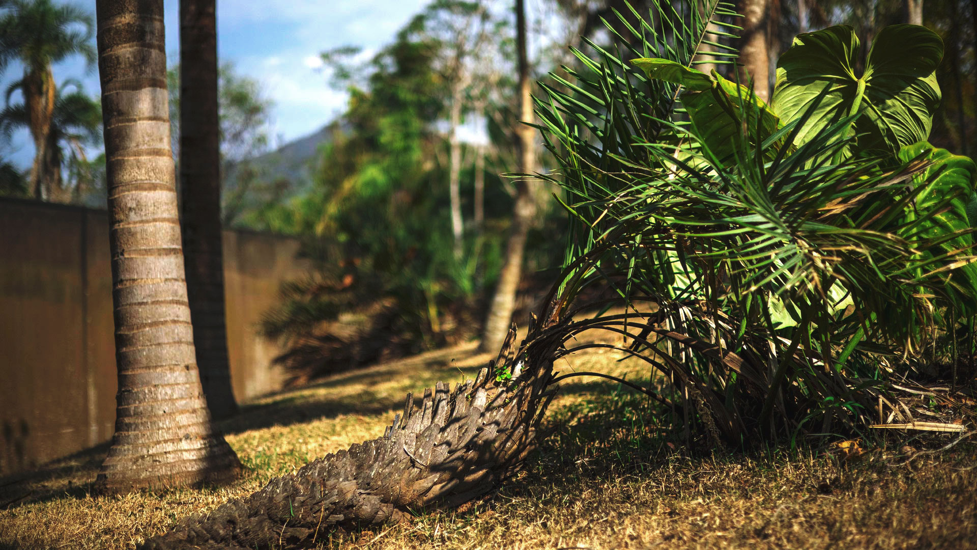 Palmeira do coco-da-serra próxima a um tronco com lascas em um dos jardins do Inhotim.