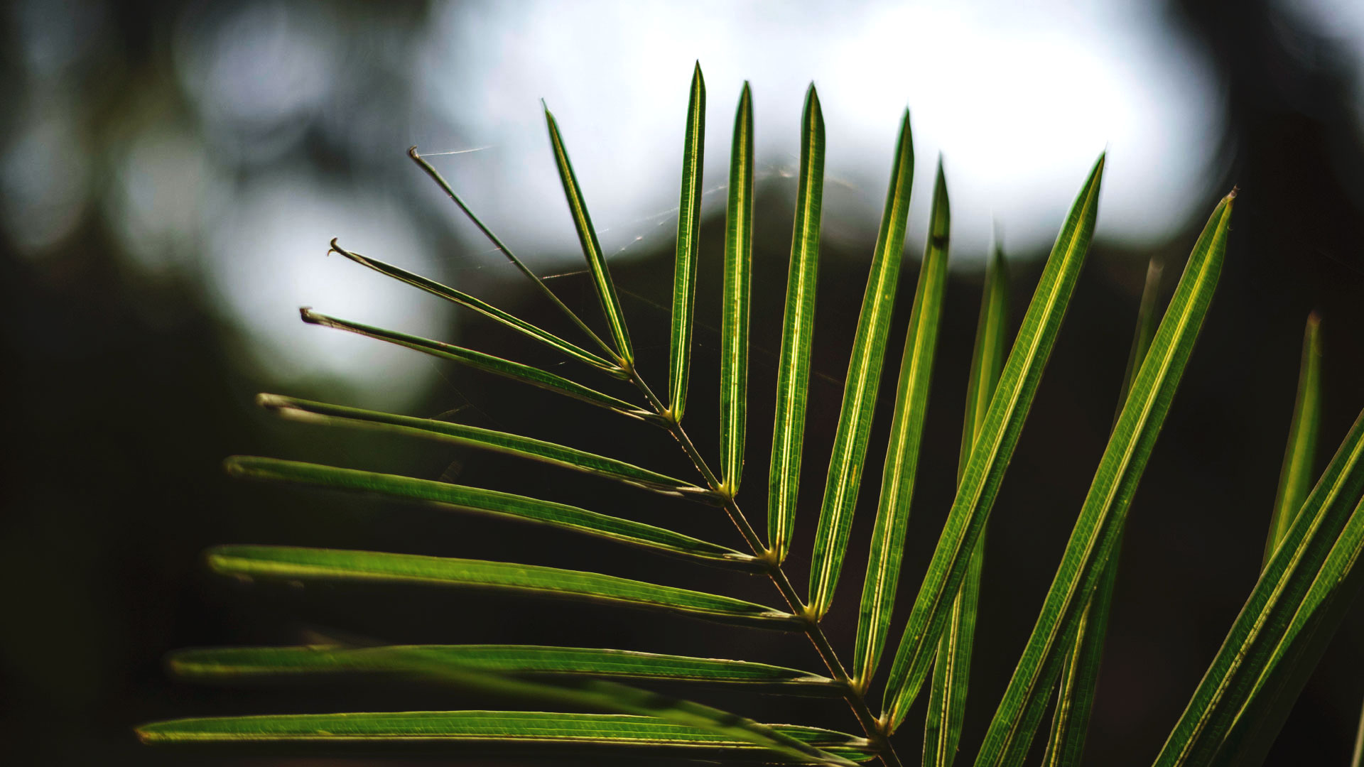 Detalhe das folhas do coco-da-serra, que são alongadas, finas e esverdeadas.