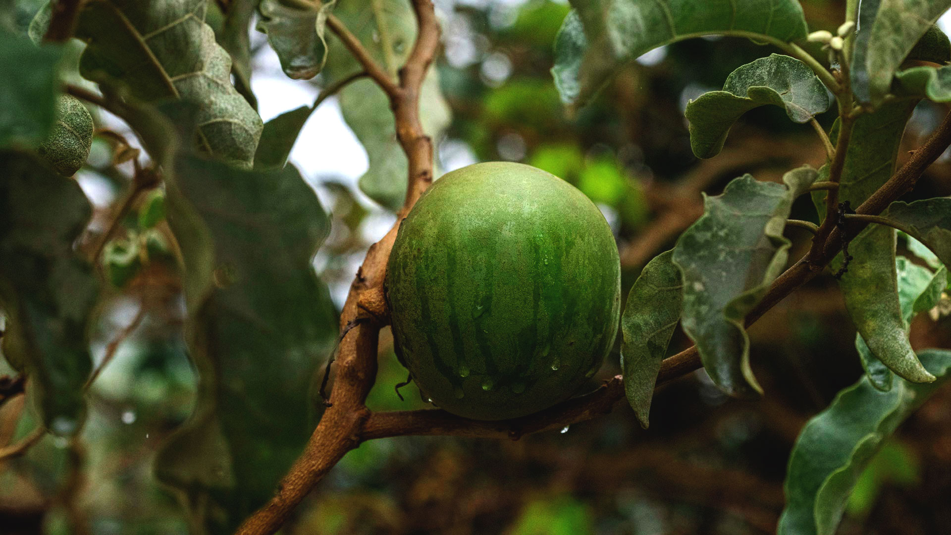 Fruto da lobeira. Tem casca lisa, com tons de verde, e lembra uma melancia.