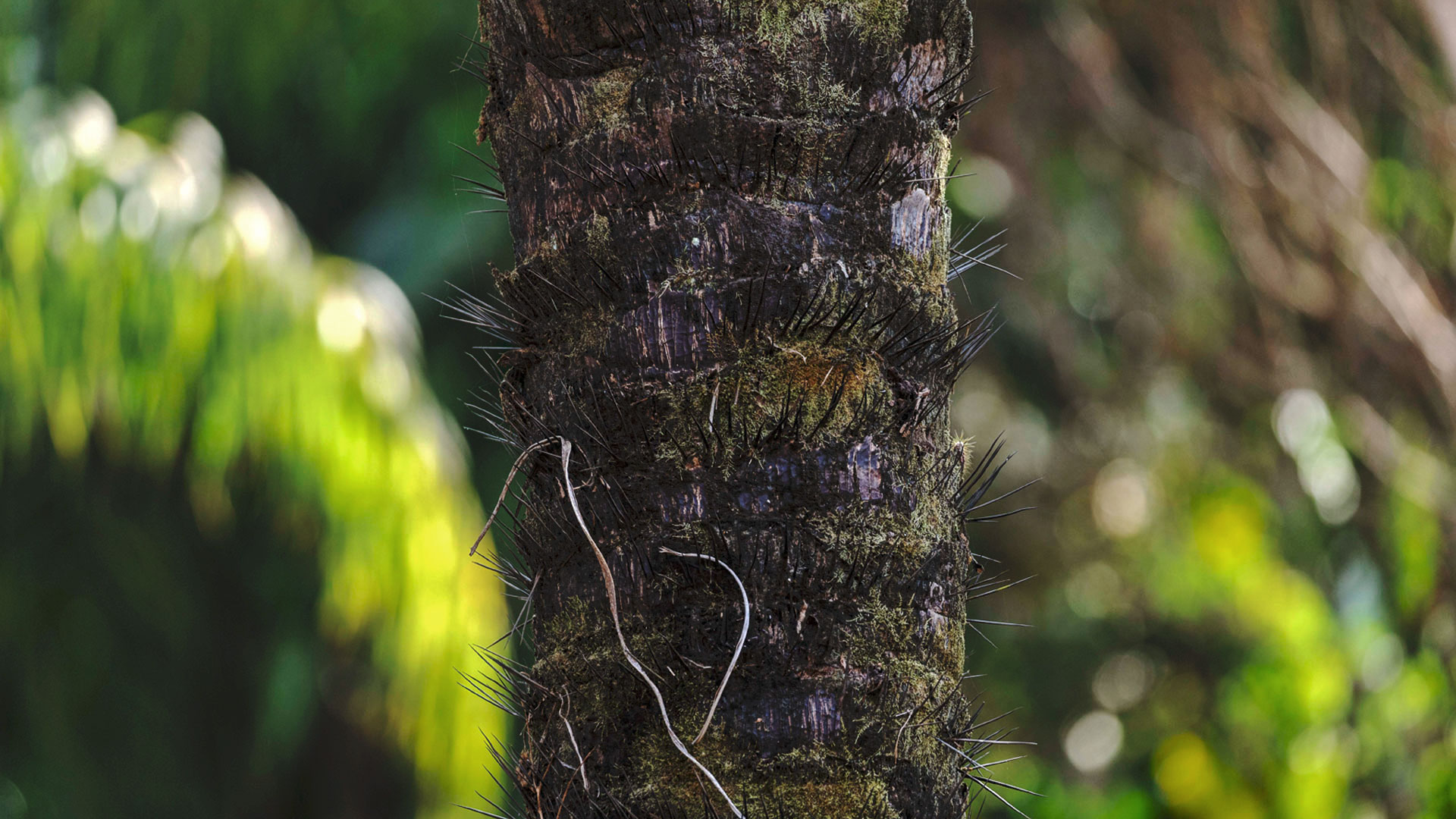 Detalhe destacando o tronco de macaúba plantada no Inhotim contra um cenário desfocado.