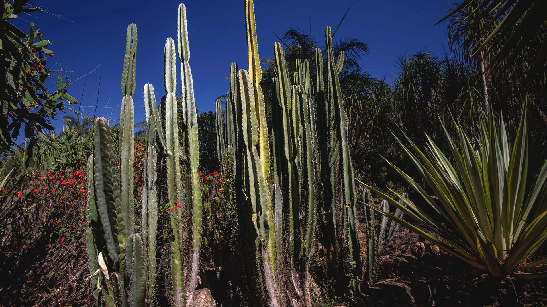 Mandacarus enfeitam os jardins do Inhotim. A coloração varia entre verde-claro, verde-acinzentado e amarelado.