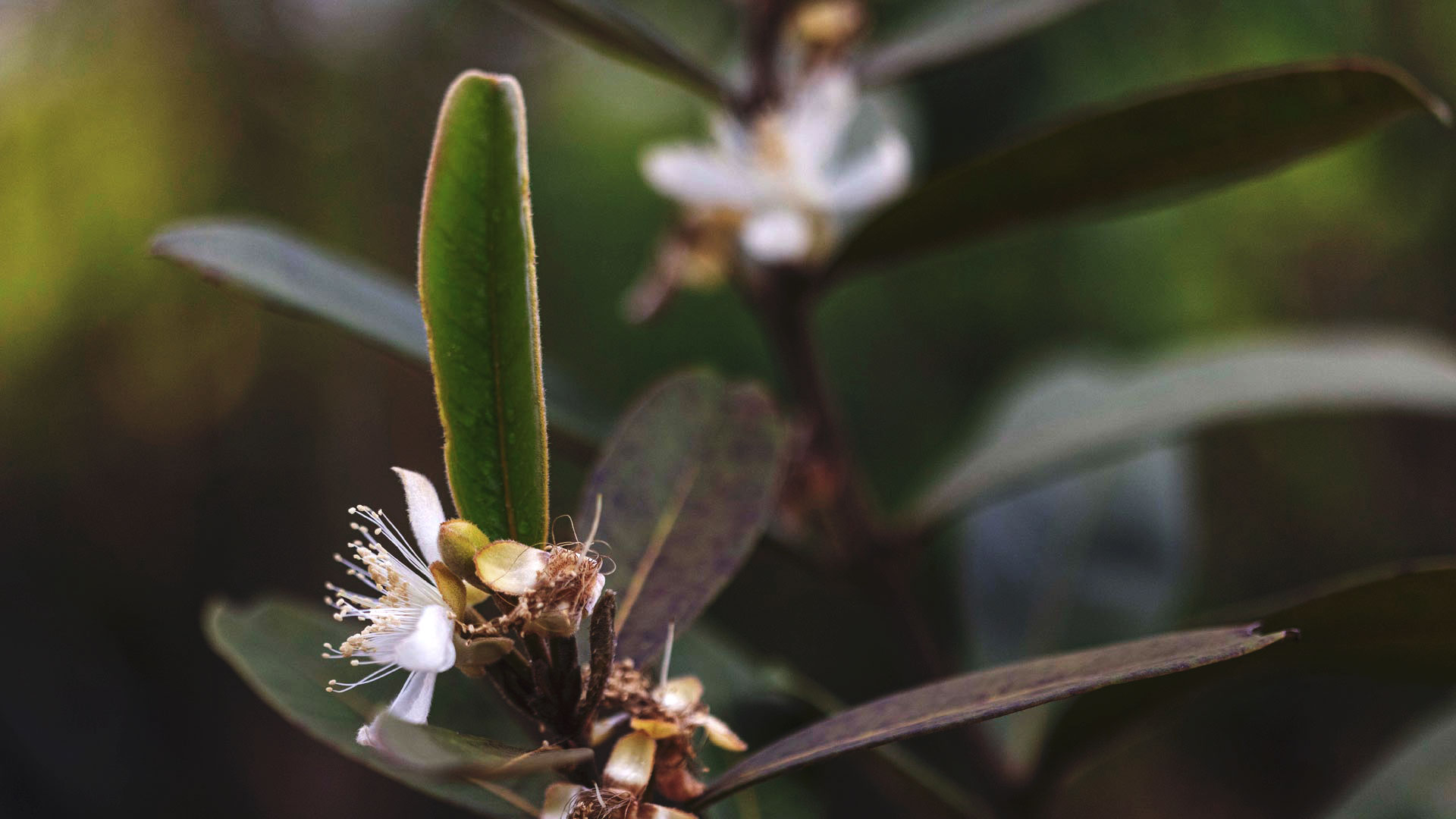 Perinha-do-cerrado em processo de floração. Estames delicados, pétalas brancas e uma folha verde ciliada logo ao fundo.