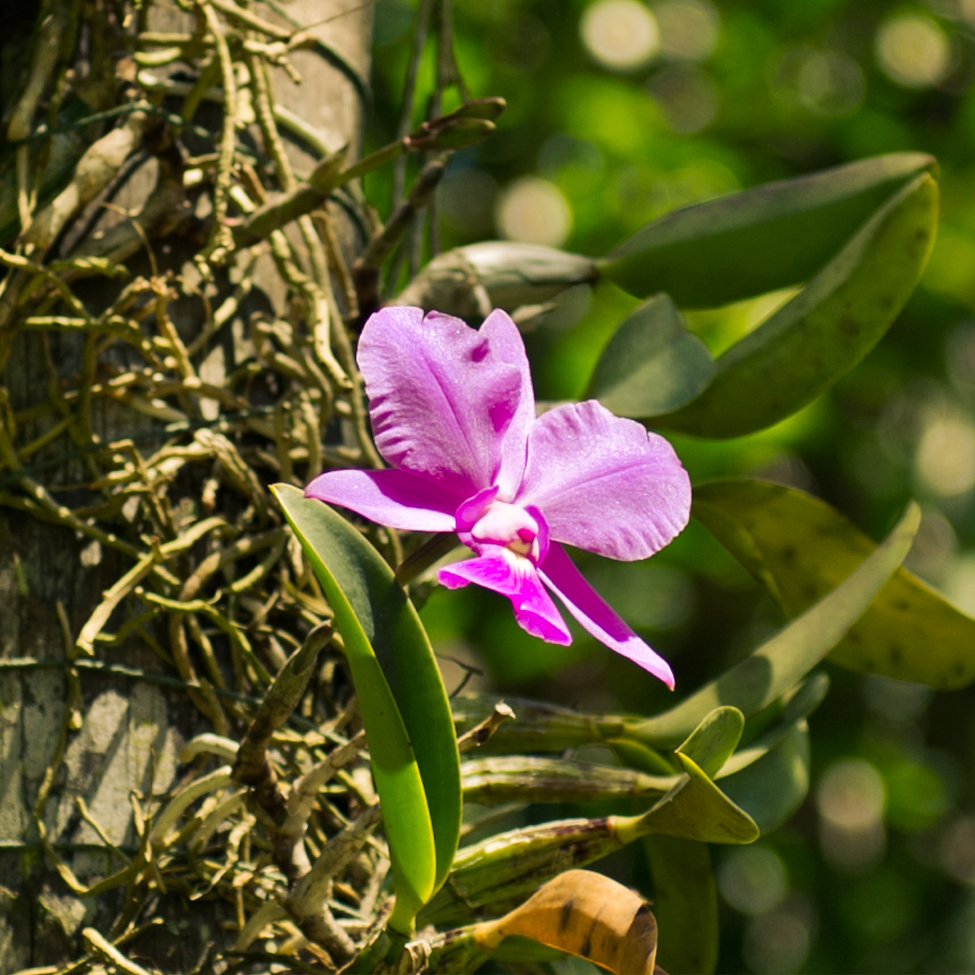 Conhecida como a rainha-do-cerrado, é nativa de Minas Gerais e mais 5 estados brasileiros.