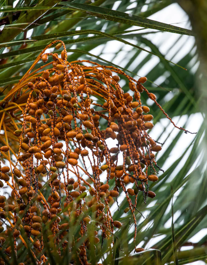 Os frutos alaranjados são outro destaque da planta. Não são tóxicos, mas não tem um sabor agradável. Foto: João Marcos Rosa/Nitro. 