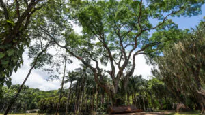 A árvore, presente desde quando ali ainda era uma fazenda, é testemunha da história do Instituto Inhotim. Foto:João Marcos Rosa/Nitro