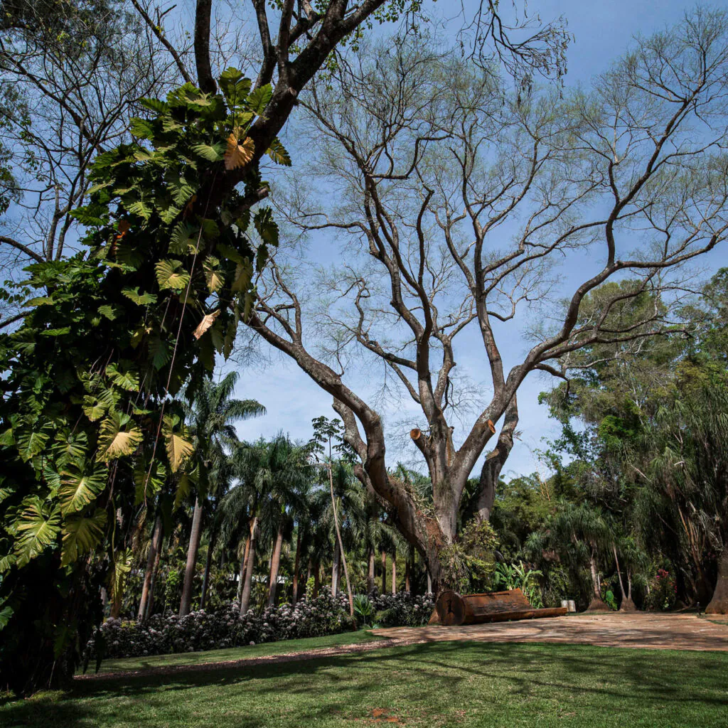 Nos meses de agosto e setembro as folhas caem ficando mais visíveis os frutos. Foto: João Marcos Rosa/Nitro