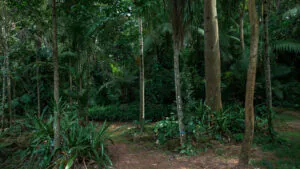 O Jardim de Transição ocupa uma área de 3.100 m². Foto:João Marcos Rosa/Nitro