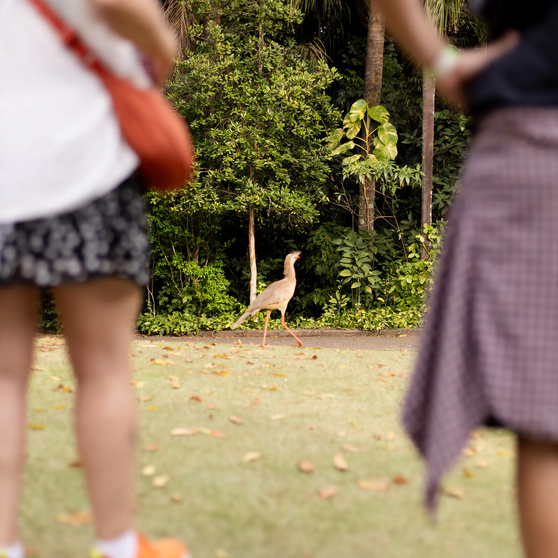 Em outubro, o Inhotim celebra 20 anos com uma programação especial que ocupa diferentes espaços do museu e jardim botânico. Foto: Letícia Reis.